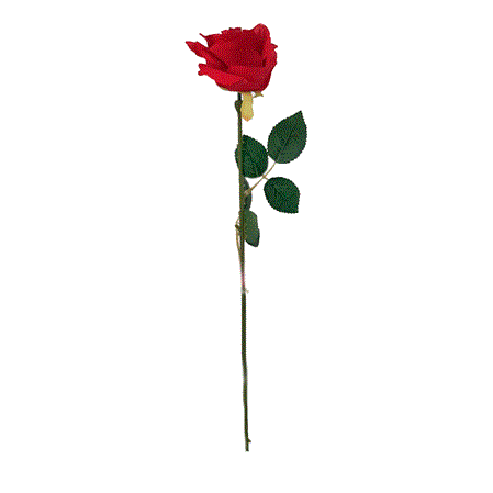 Rosa roja